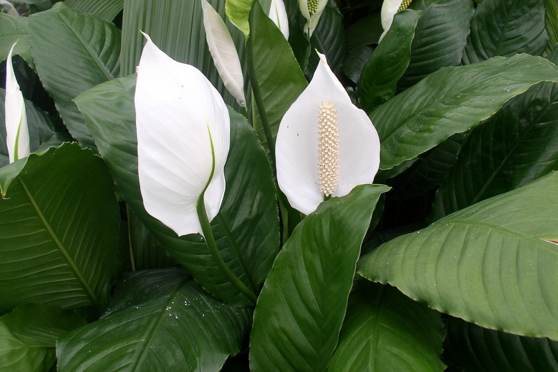 Best Indoor Plants to Gift Loved Ones (For Any Occasion!)