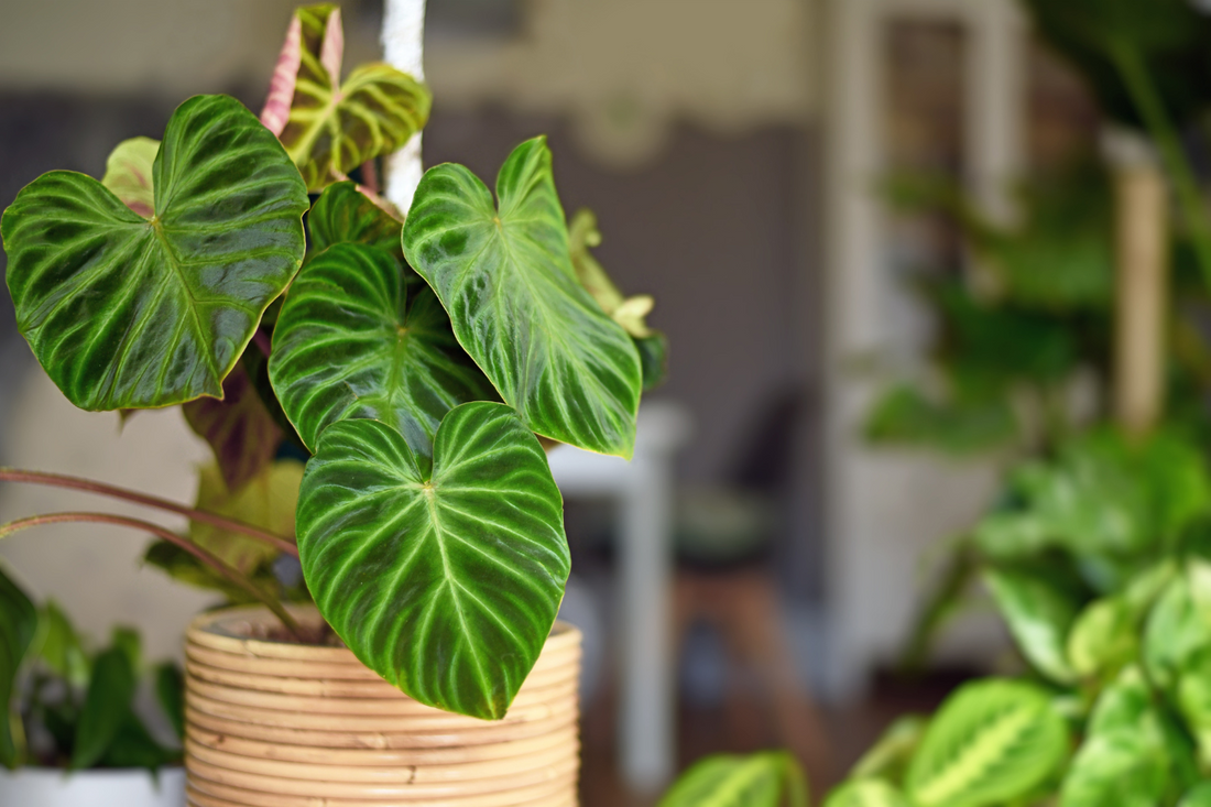 Wedding And Anniversary Gifts: Best Indoor Plants in New Zealand!