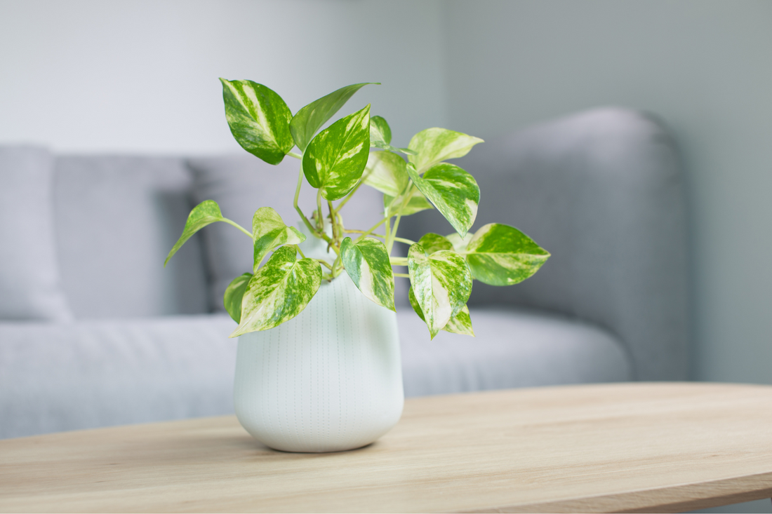 15 Indoor Plants Perfect for NZ Homes (Number 11 Costs Hundreds!)