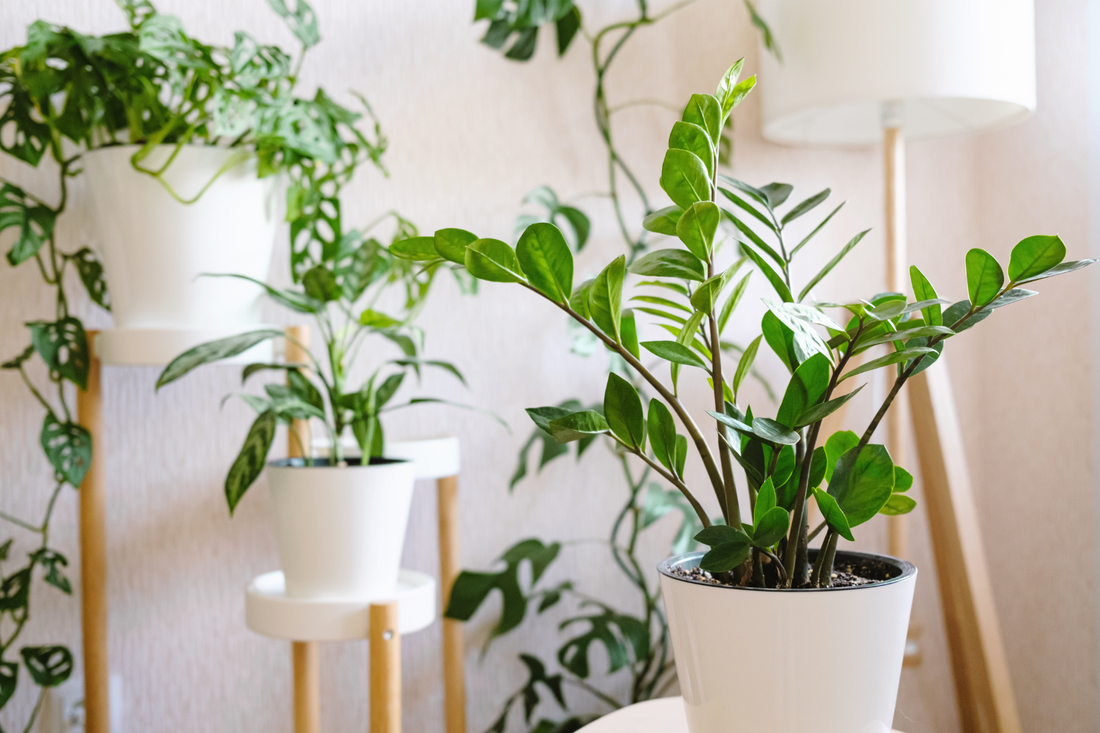 Common Mistakes with Indoor Plants (We're All Guilty Of Number 1!)