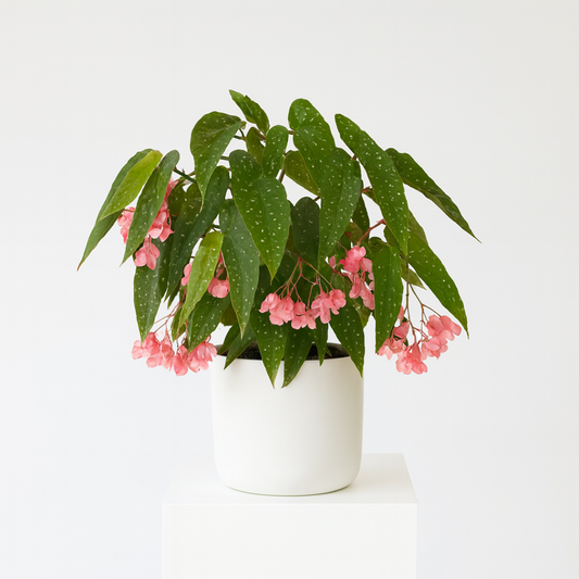 Begonia ‘Rosea Picta’