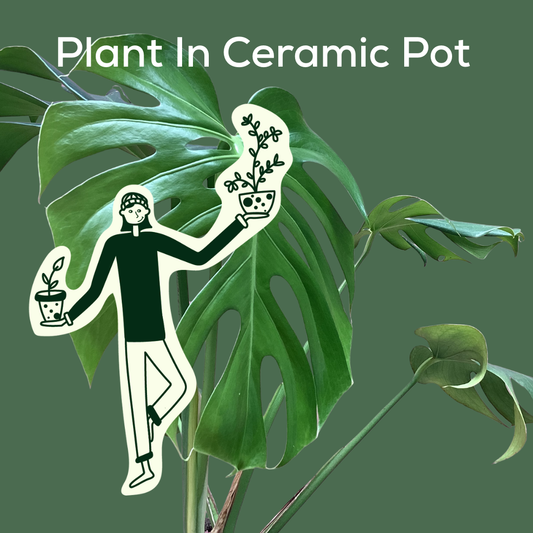 Indoor Plant Subscription - Ceramic Pot