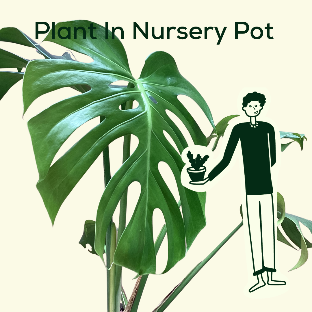 Indoor Plant Subscription - Nursery Pot