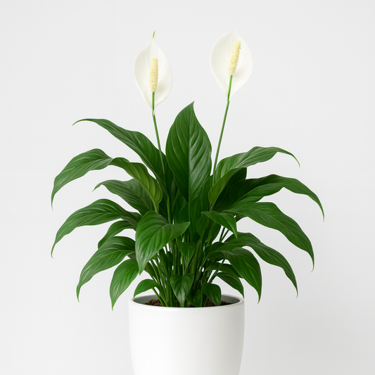 Peace lily