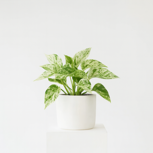 epipremnum 'marble queen'